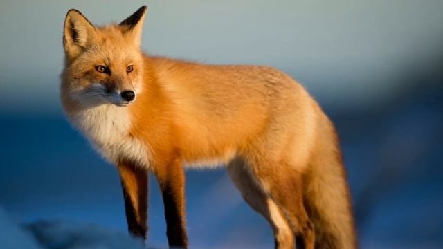 Лиса | Звуки лисы | лающие лисы