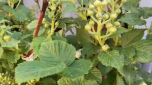 Ежевика вся в бутонах. Скоро зацветет. 25 мая