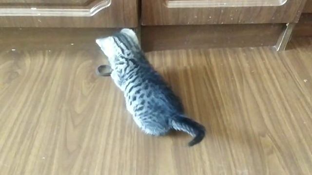 Спасенный котенок смотреть онлайн