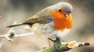 Пение птиц. ЗАРЯНКА (МАЛИНОВКА)