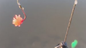 ЛОВИМ МЕСТНОГО ЛАПЫРЯ НА "КОРОНАВИРУС"! Рыбалка на фидер и поплавок в нерестовый запрет.