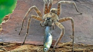 Сбой в природе. Самые странные, а порой безумные поступки животных.