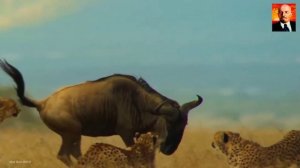 Гепард в деле. Гепард против Льва, Страуса, Гиен и стада антилоп.