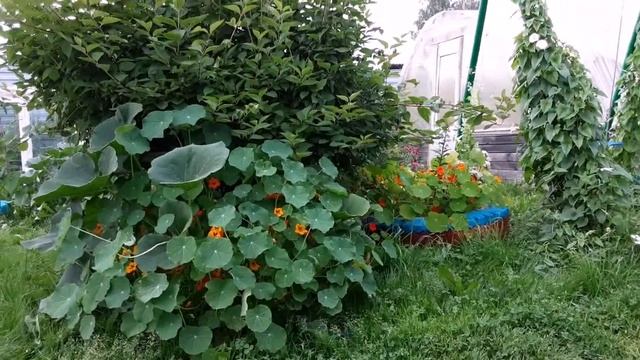 Начало августа 2022 года. Моя мама у нас в гостях.Ильин Д? смотреть онлайн