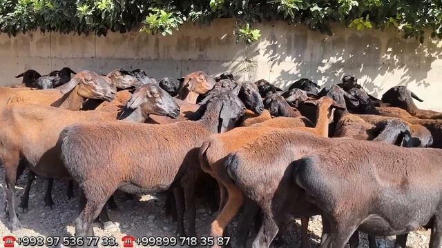 БОБИР ЧУ́ПОН ТОГДАН 45-БОШ ХИСОРИ КУ́ЙЛАР ТУШИРДИ БИР ЭНДА