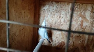 Разведение корелл. Сколько можно заработать с 10 пар за