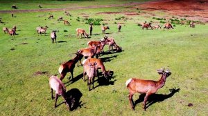 Столько Зверя я вижу Впервые. Маралы и Динозавры в одном месте!!!