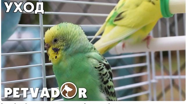 Волнистый попугай уход и содержание в домашних условиях. Волнистые попугайчики дома смотреть онлайн