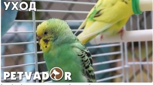 Волнистый попугай уход и содержание в домашних условиях. Волнистые попугайчики дома