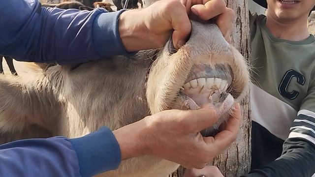 ЯКСАР ГОВИ ГУСОЛАДОРИ ВА 6 САР ГОВҲОИ БҒЗИ ФУРУШИ ТЕЛЕ? смотреть онлайн