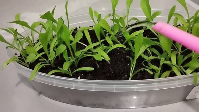 ЦВЕТЫ для красоты. ПИКИРОВКА петунии, СТАТИЦЫ, однолет смотреть онлайн