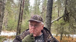 Маним рябчика голосом самки