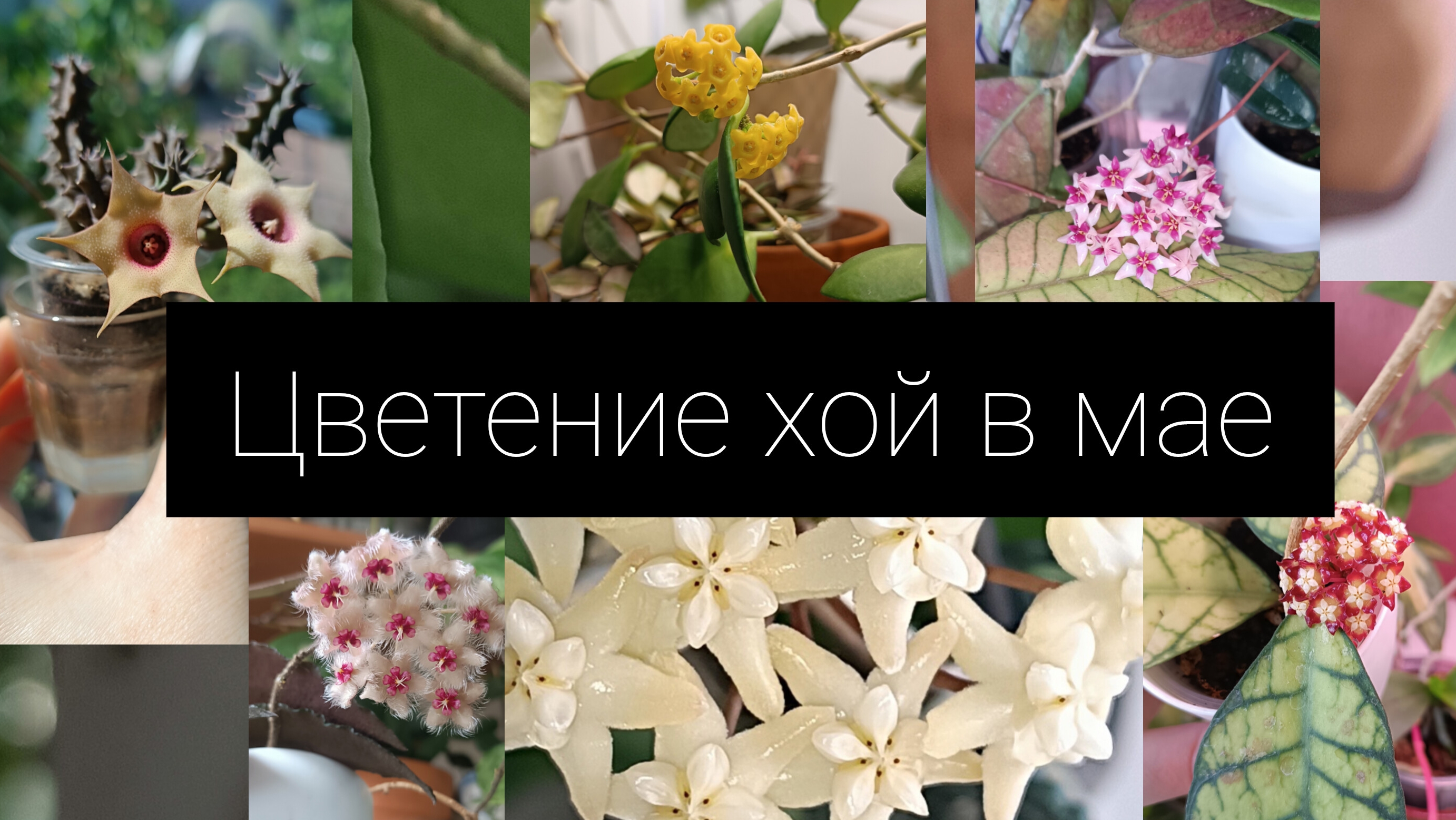 цветение хойи в мае смотреть онлайн