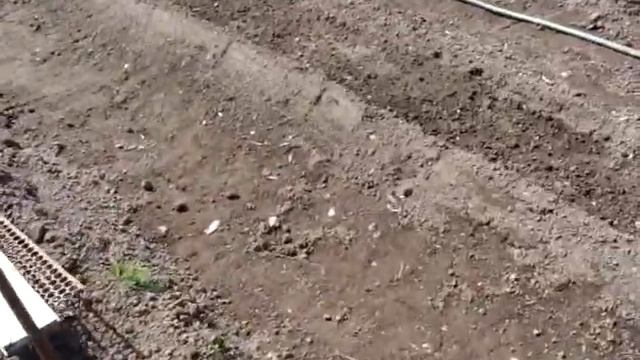 Как мы выращиваем урожай на узких грядках. смотреть онлайн