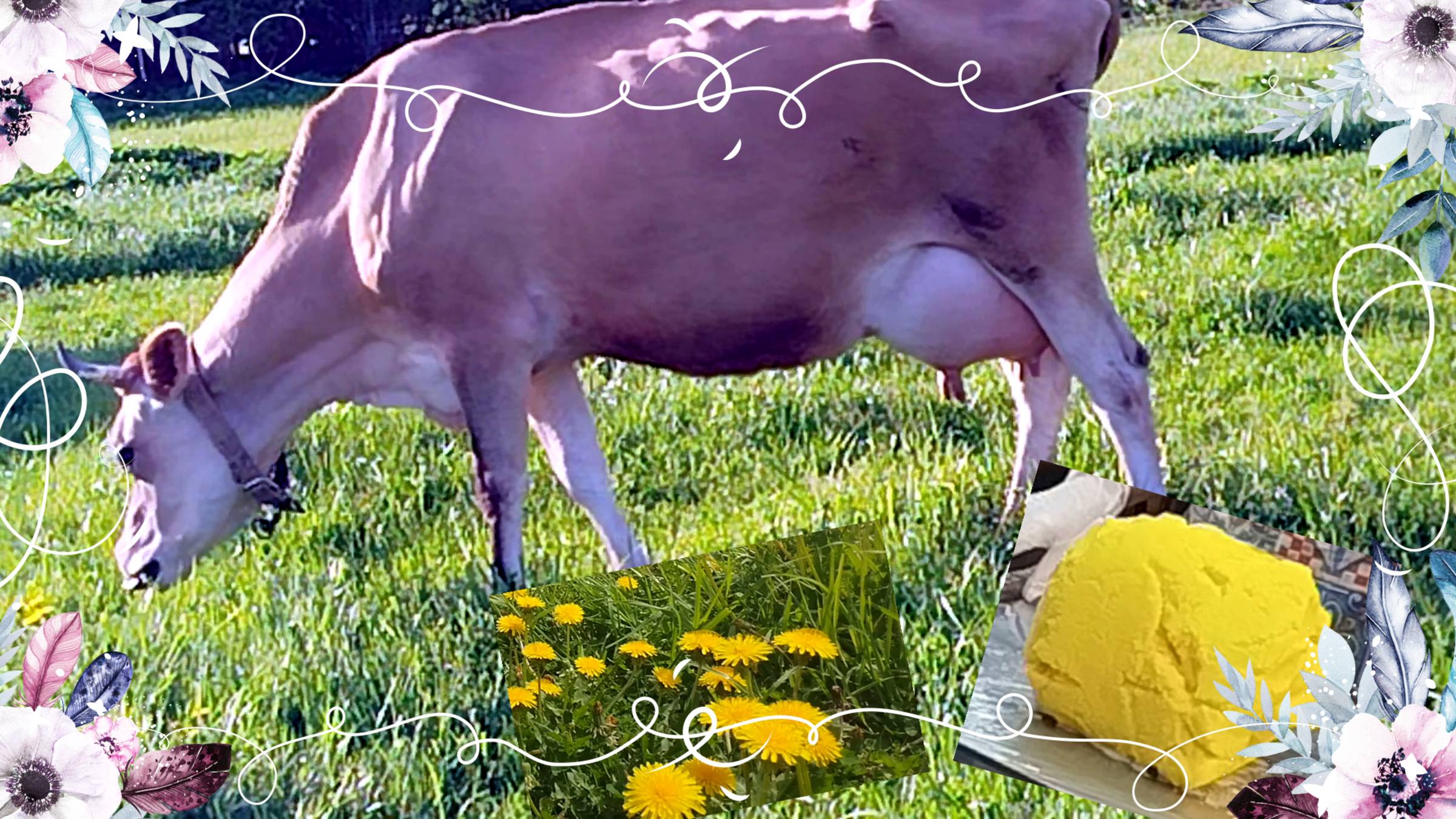 ОДУВАНЧИКОВОЕ МАСЛО НА БЕЛОЙ КОЗЕ🧀🌼 смотреть онлайн