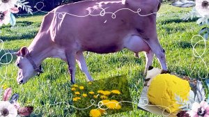 ОДУВАНЧИКОВОЕ МАСЛО НА БЕЛОЙ КОЗЕ🧀🌼