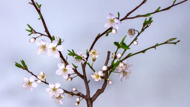 ФУТАЖ. Цветение