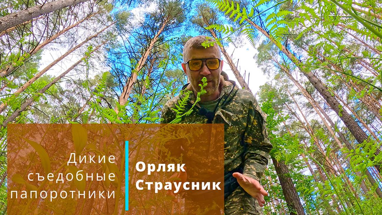 Папоротник Орляк и Страусник. Дикие съедобные папоротники, 29 мая 2025 г. смотреть онлайн