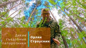 Папоротник Орляк и Страусник. Дикие съедобные папоротники, 29 мая 2025 г.