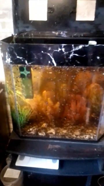 КОЛОНИЯ ГУППИ И УЛИТОК РАСПЛОДИЛАСЬ ЗА ГОД В 10 РАЗ!