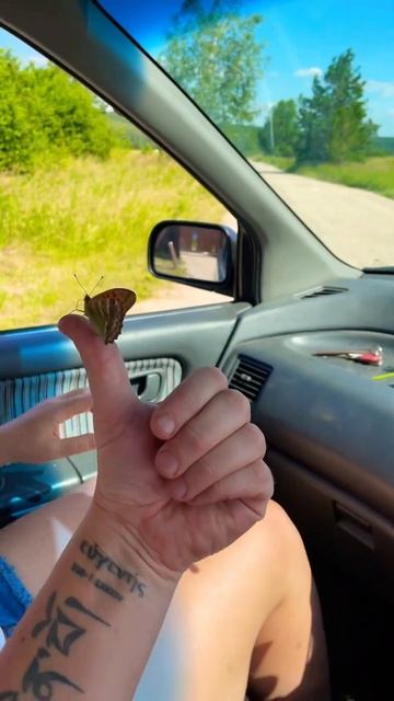 Бабочка смотреть онлайн