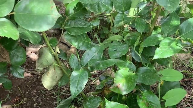 30.05.2025 Цветы