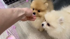 Щенки померанского шпица, щенки малого немецкого шпица, купить щенка шпица в питомнике, купить шпиц