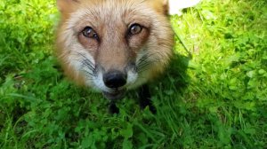 Лиса-Алиса. О падении лисы со стола