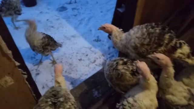 Побег из курятника ））） смотреть онлайн