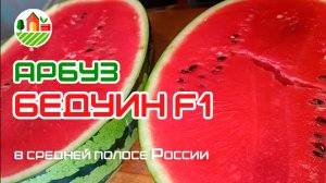 Арбуз Бедуин F1 в средней полосе России. 03.08.2024