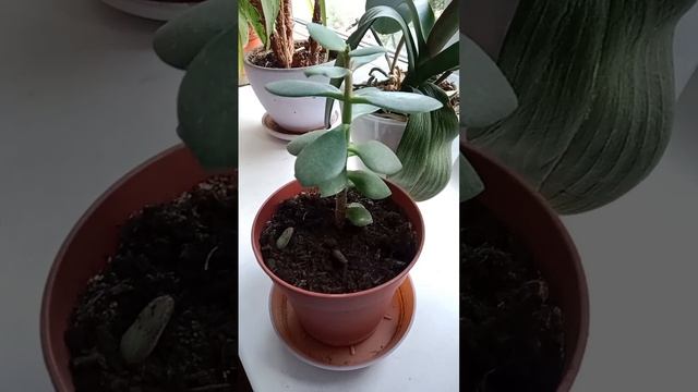 Пытаюсь вырастить денежное дерево.