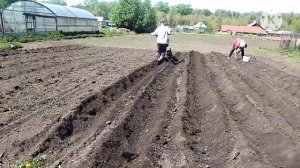Посадка картошки мотоблоком с окучником