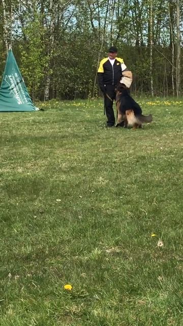 2 Оч/хор Ирендорф УГО +0+ №41. КЧК САНКТ-ПЕТЕРБУРГ 17 мая`25 Г.Гринько Моно нем.овч.