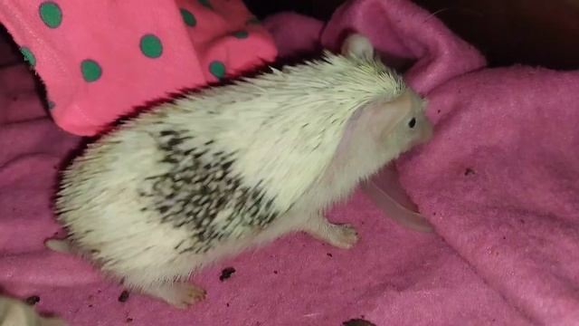 😈😡 Очень злой маленький ёжик. The hedgehog is very angry. #ezhikafro #h смотреть онлайн