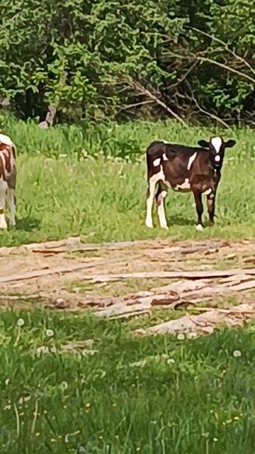 наши телята