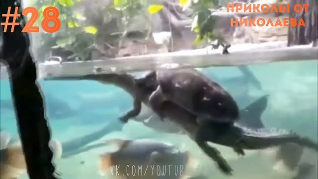 Приколы за апрель 2018 #28 Лучшая подборка приколов 2018, мега жесть, ржач до слёз смотреть онлайн