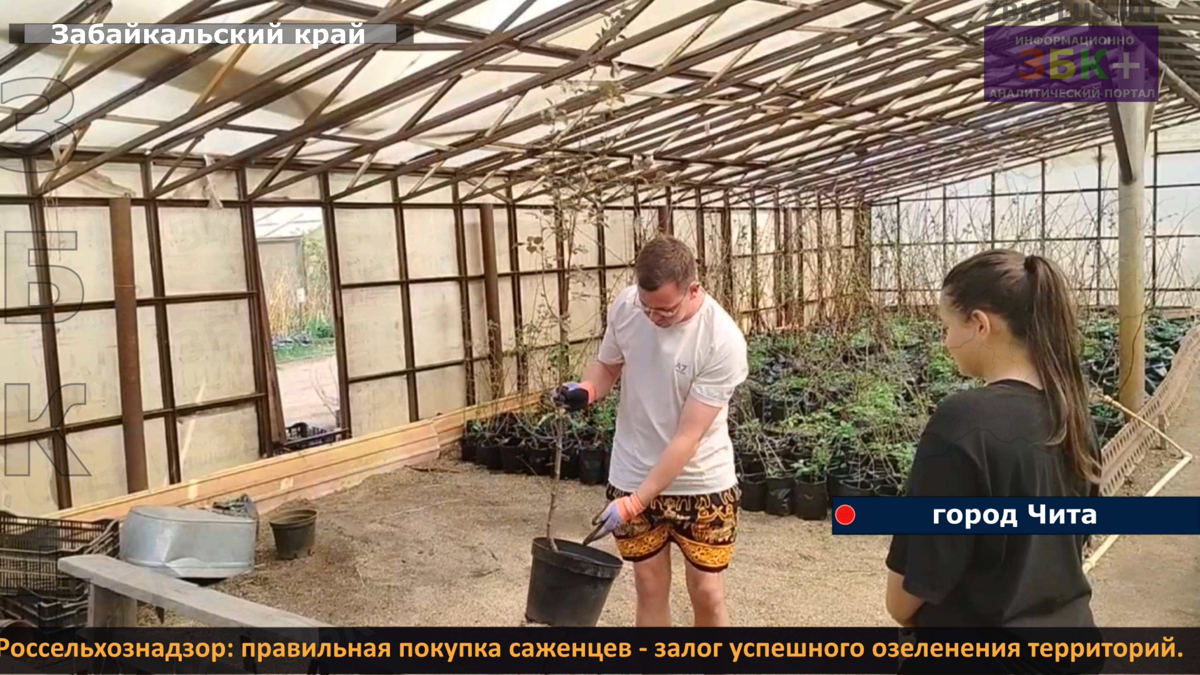 ЗБК + Россельхознадзор правильная покупка саженцев - залог успешного озеленения территорий смотреть онлайн