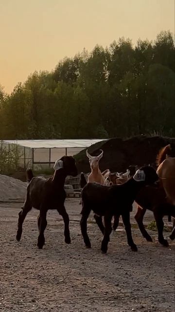 Побег из козлятника! смотреть онлайн