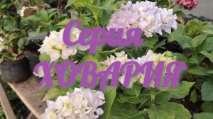 Гортензии крупнолистные серии Ховария / обзор сортов.
