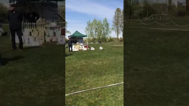 МОЛОДЫЕ СУКИ / КЧК САНКТ-ПЕТЕРБУРГ 17 мая`25 Г.Гринько Моно немецких овчарок