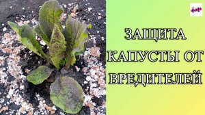 ЗАЩИТА КАПУСТЫ ОТ ВРЕДИТЕЛЕЙ. ЧЕМ ОБРАБОТАТЬ КАПУСТУ ОТ ВРЕДИТЕЛЕЙ БЕЗ ХИМИИ.