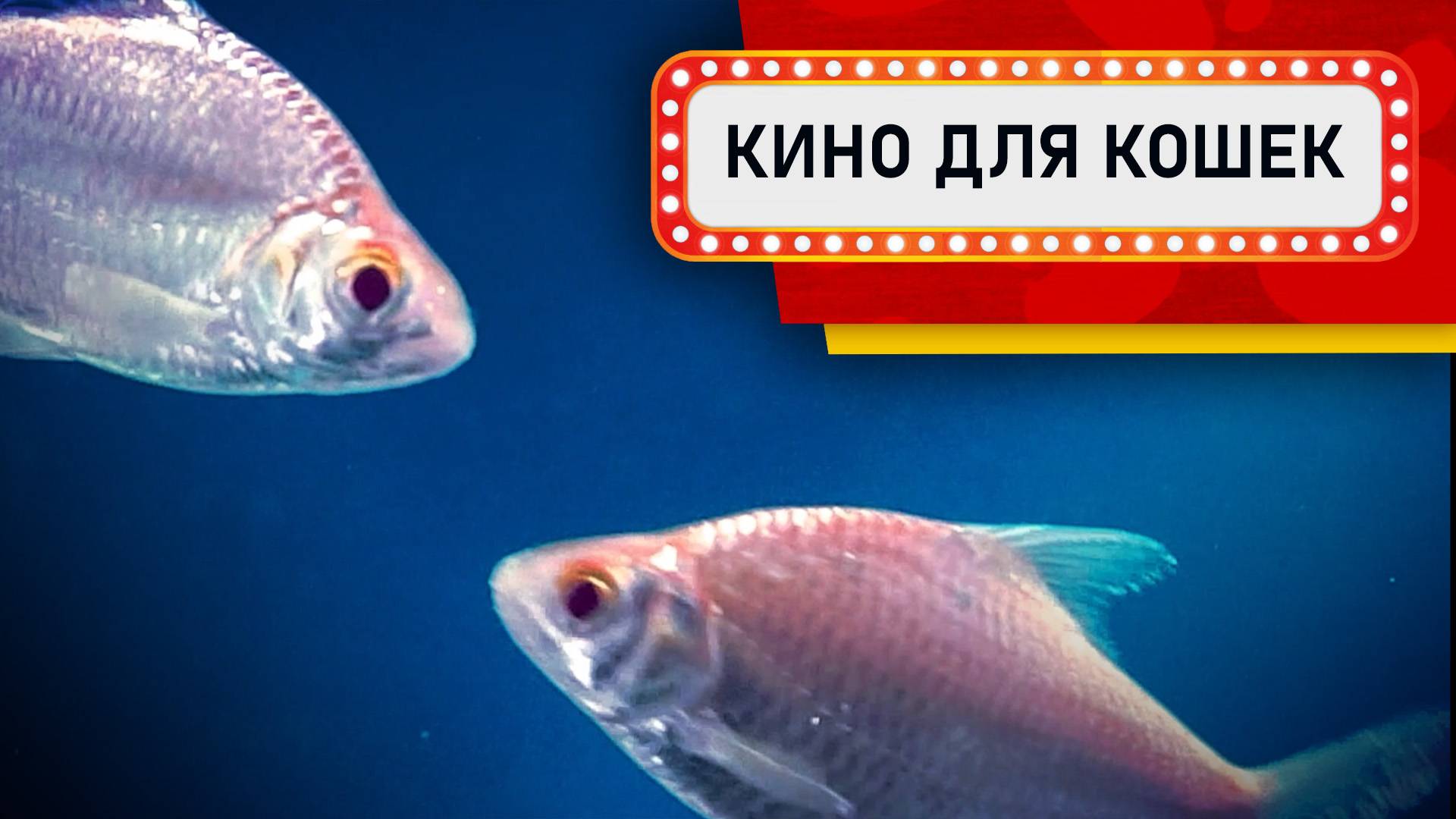 Кино для кошек - Сверкающие рыбки! (Развлеки своего кота)