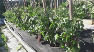 Как мои томаты пережили заморозки? Что замерзло?