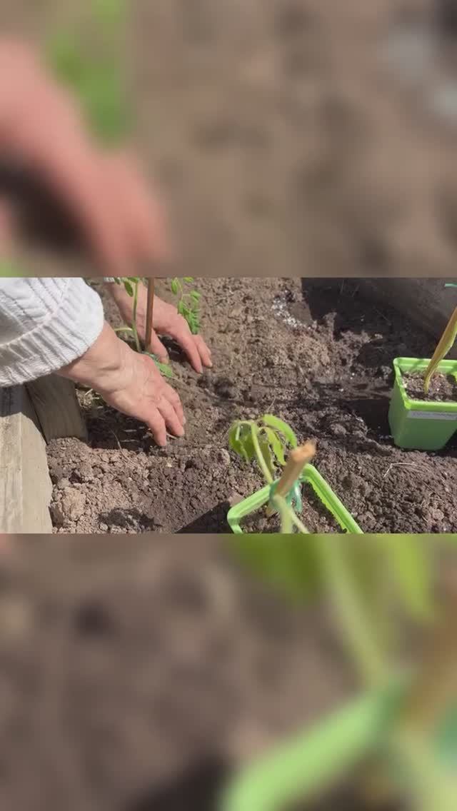 Высадка рассады томатов в открытый грунт, часть 2. 25.05.2025 г