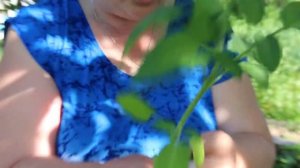 Помидоры. Помидоры в пеленке. Как подвязывать помидоры.