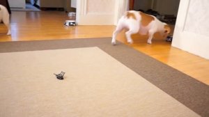 Dog vs. Robot Army: Cute Dog Maymo