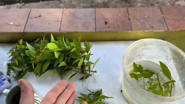 Зелёное черенкование спиреи - как, что и почему 🌱 смотреть онлайн