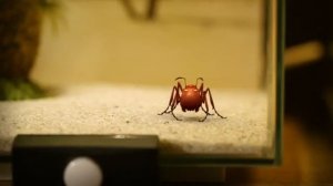 жизнь жуков