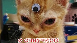 Приколы с котами! - С ОЗВУЧКОЙ! Самые смешные животные! СМЕШНЫЕ КОТЫ!
