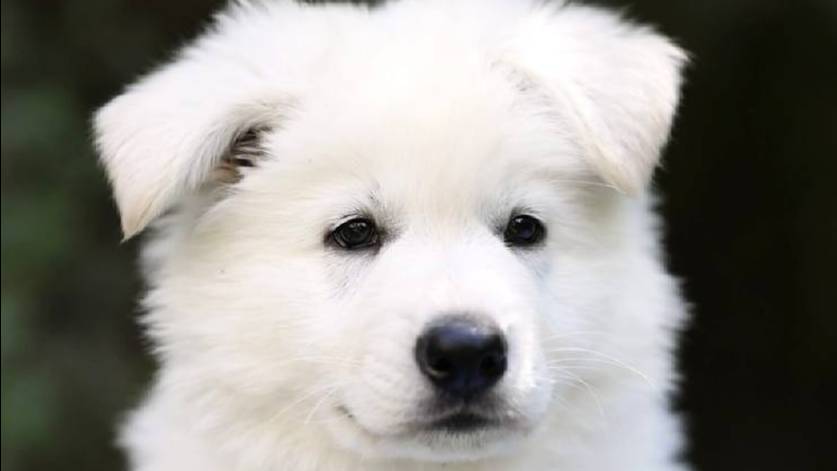 Щенок кобель UNTER IZBB, рожден 07.04.25